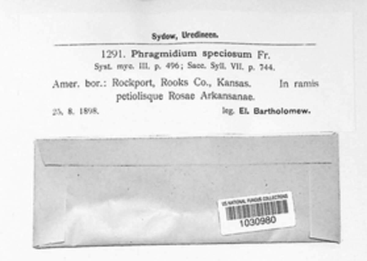 Phragmidium speciosum image